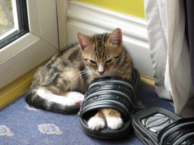 Cat b0c