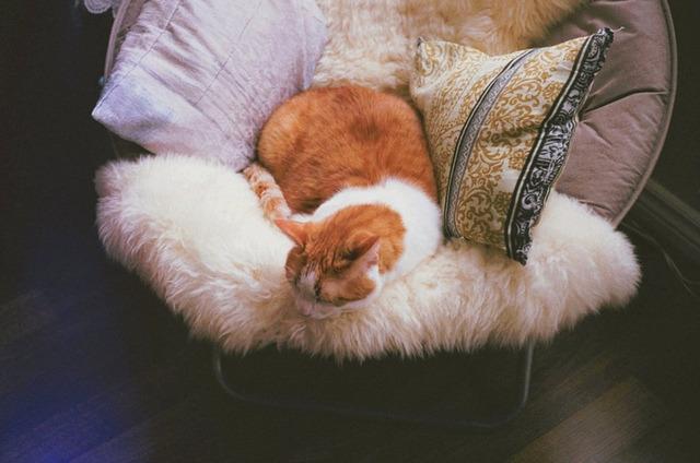 Cat b0d
