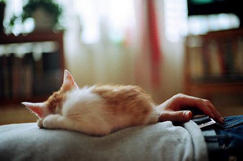 Cat b0e