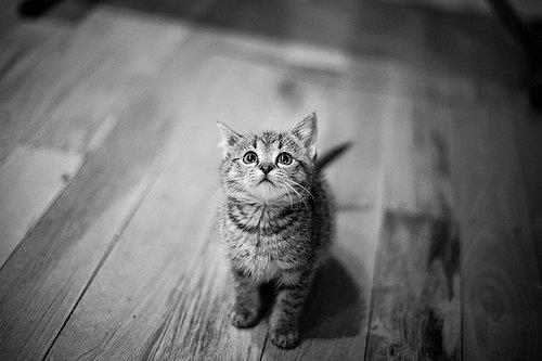 Cat b0h
