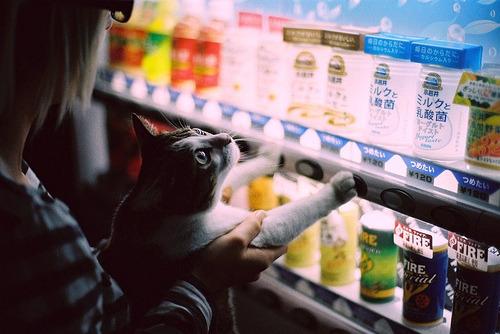 Cat b0m