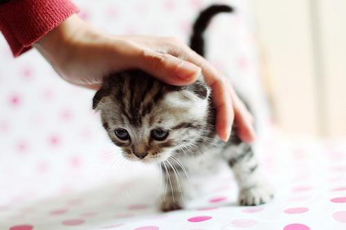 Cat b0o
