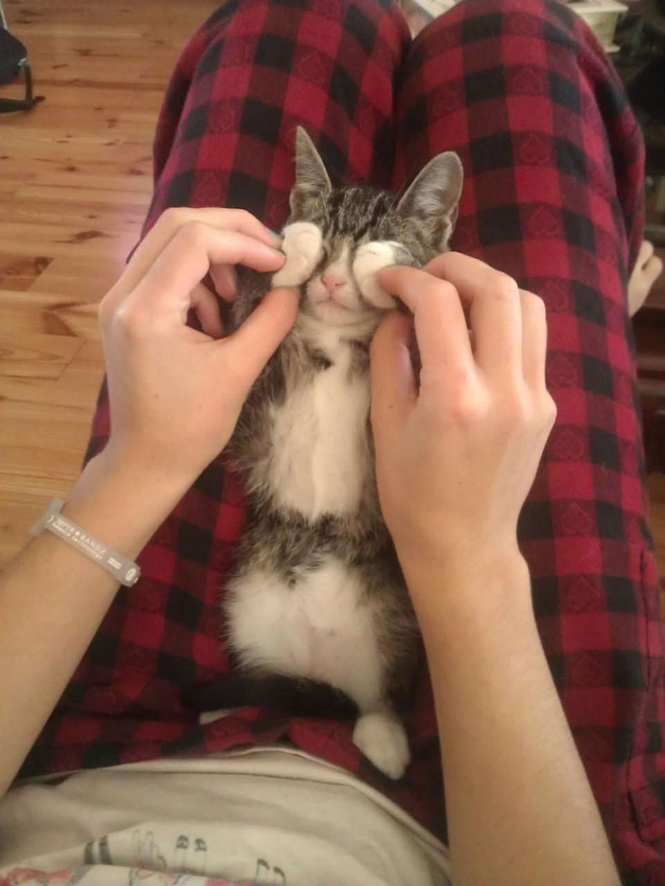 Cat b0u