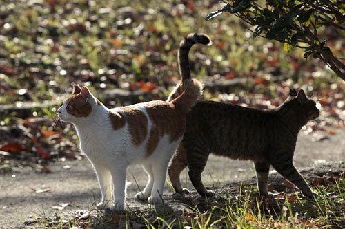 Cat b10