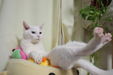Cat b11