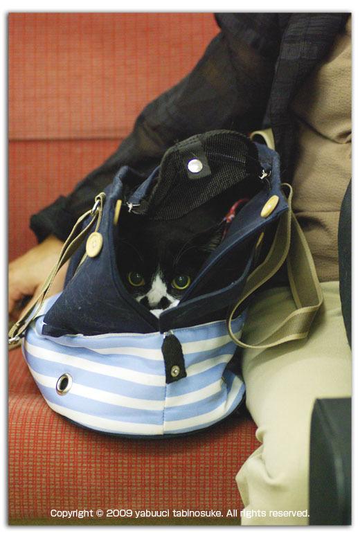 Cat b13