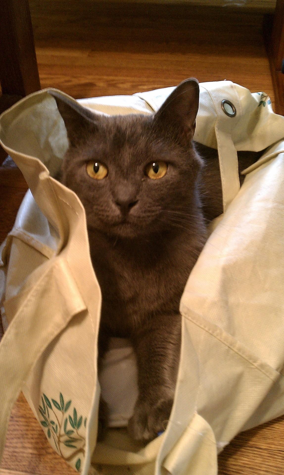 Cat b1c