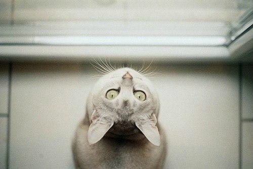 Cat b1h