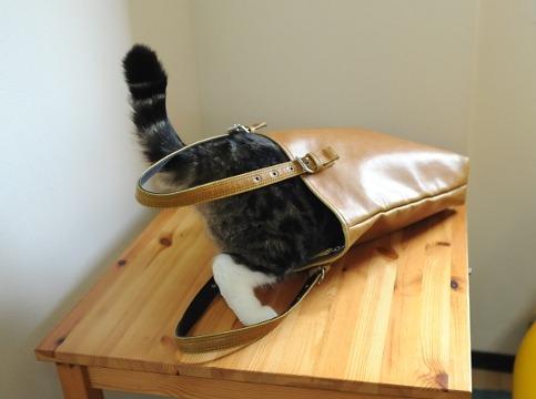 Cat b1q