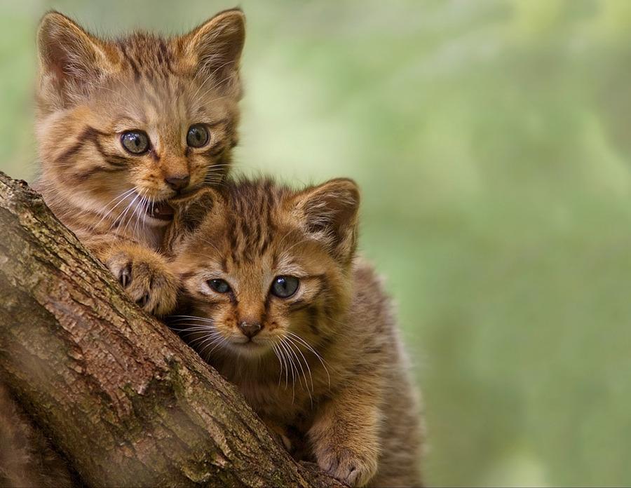 Cat b1s