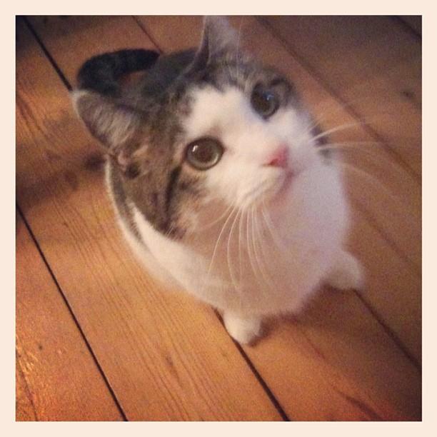 Cat b1u