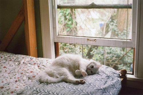 Cat b21