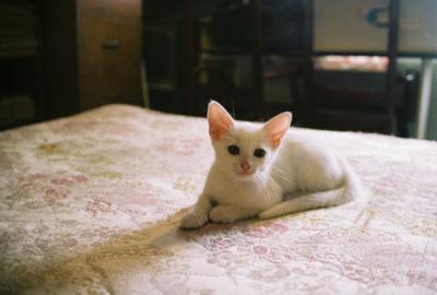 Cat b22