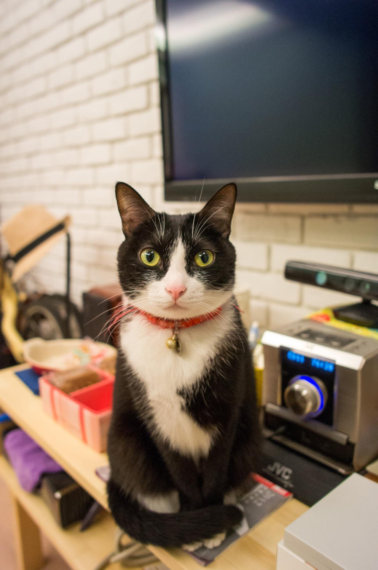 Cat b27