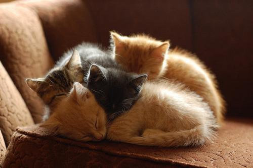 Cat b2e