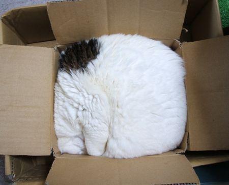 Cat b2q