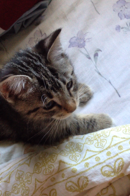 Cat b2r