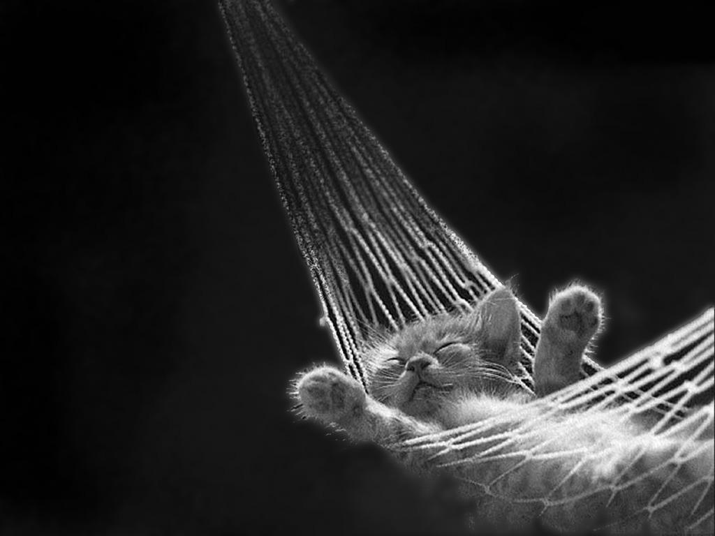 Cat b2u