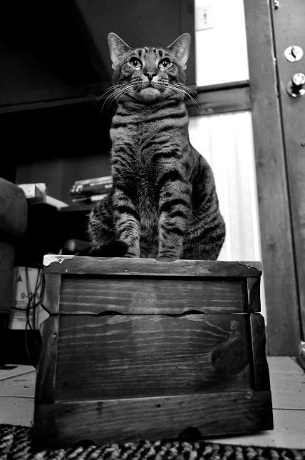 Cat b3a