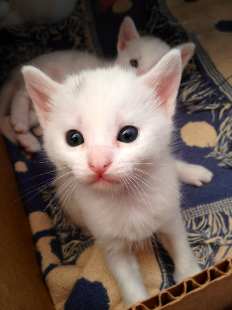 Cat b3c