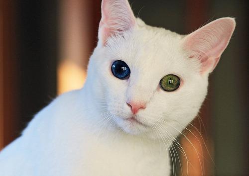 Cat b3e