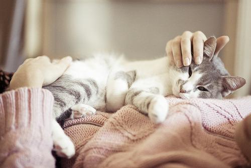 Cat b3g