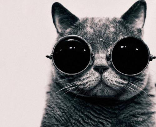 Cat b3i