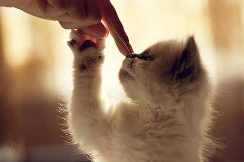 Cat b3j