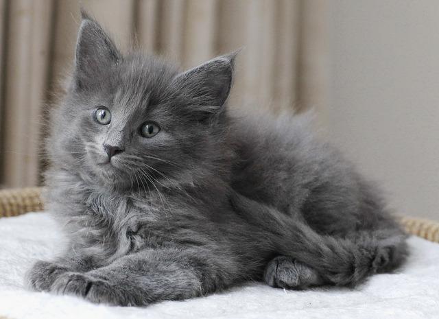 Cat b3l