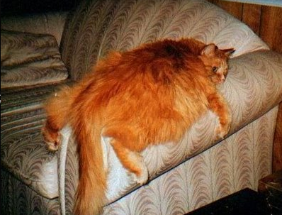 Cat b3m