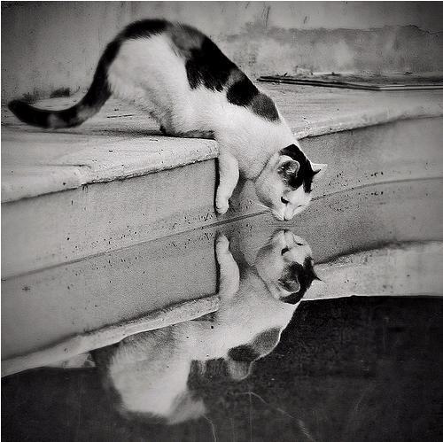 Cat b3p