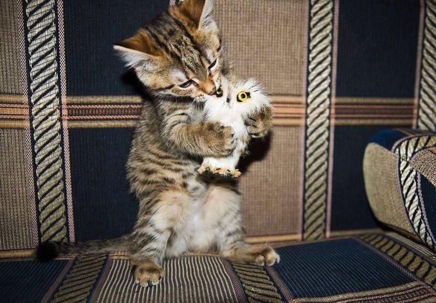 Cat b3q