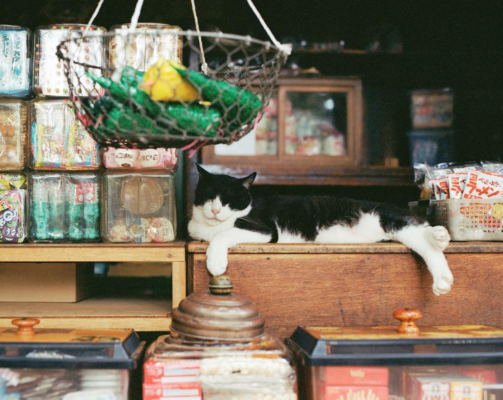 Cat b3s