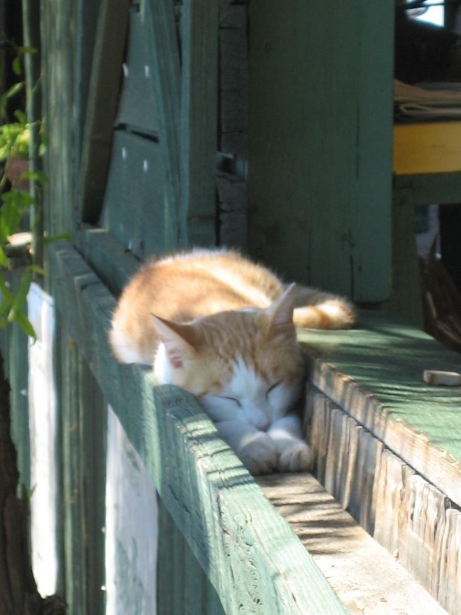 Cat b40