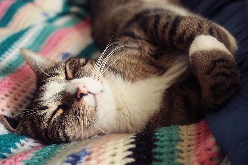 Cat b43