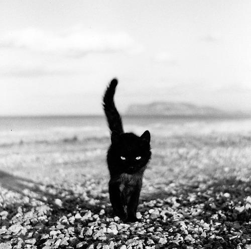 Cat b4b