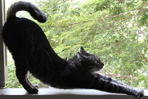 Cat b4l