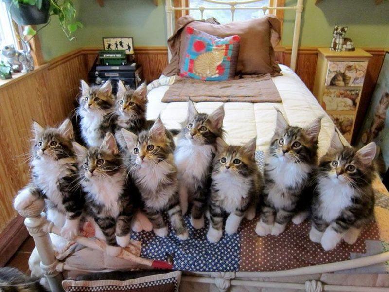 Cat b4m