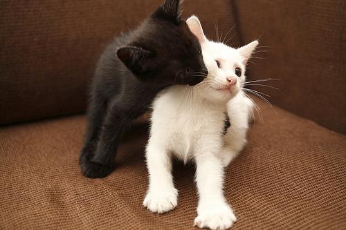 Cat b4n