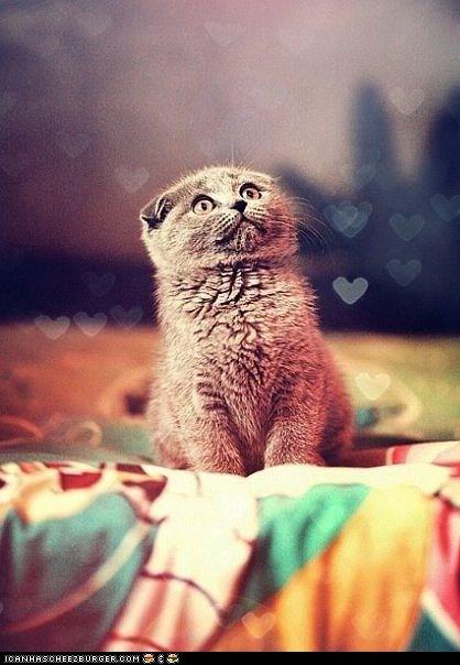 Cat b4p