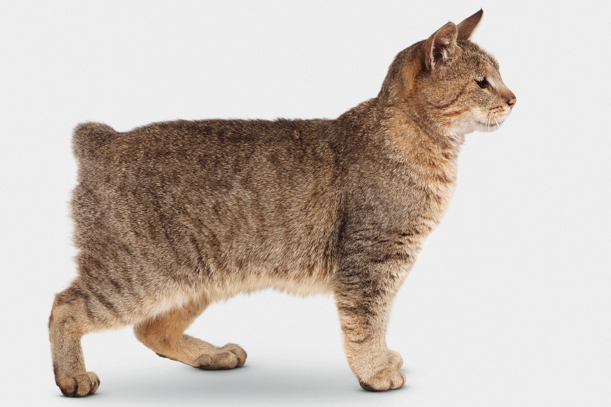 Cat b4paC3RGM