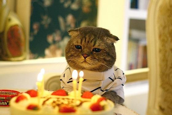 Cat b53