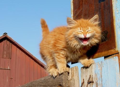 Cat b58