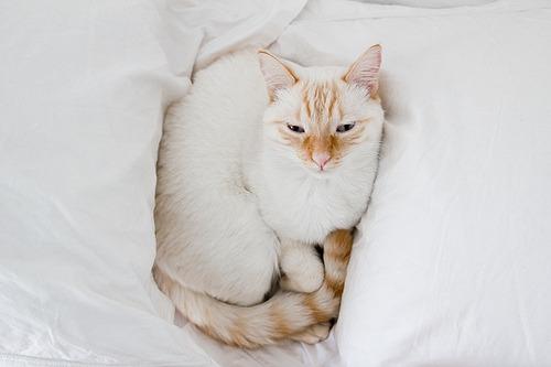 Cat b5i