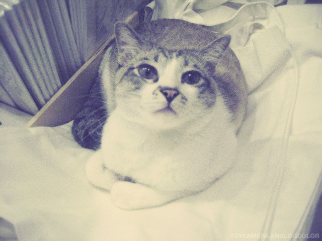 Cat b5l
