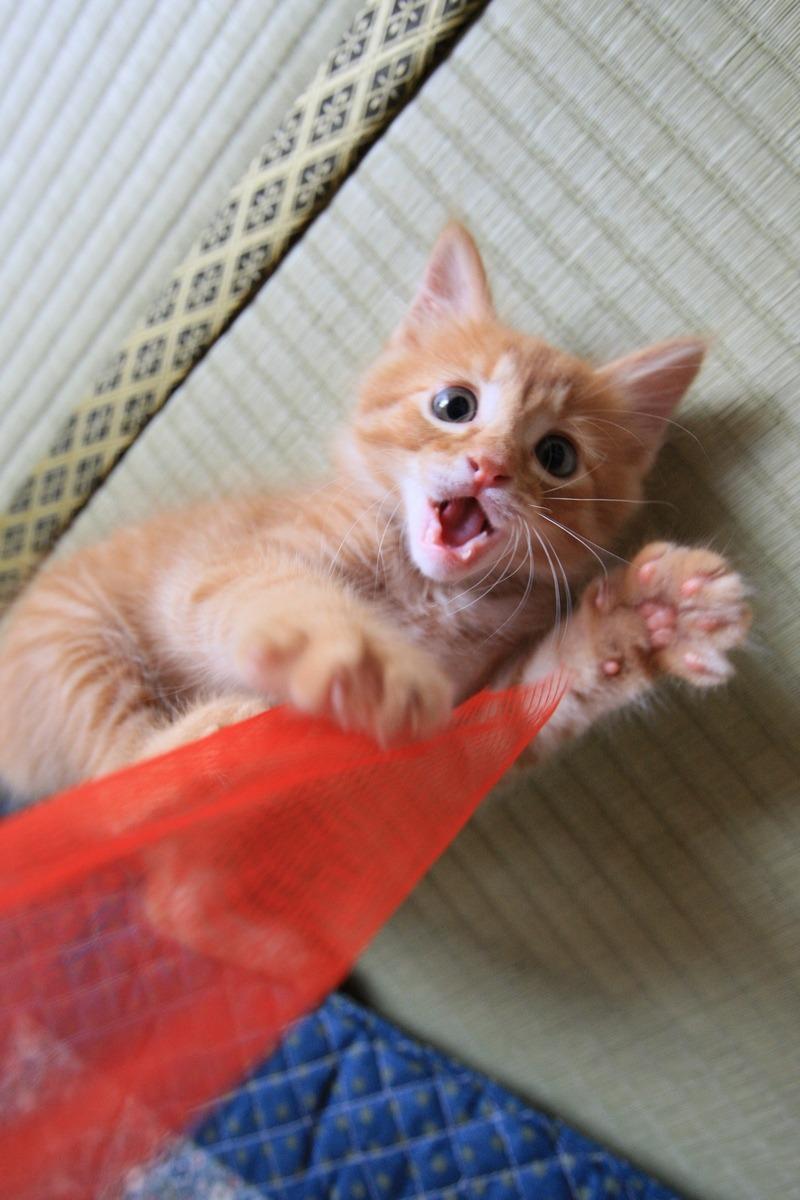 Cat b5p