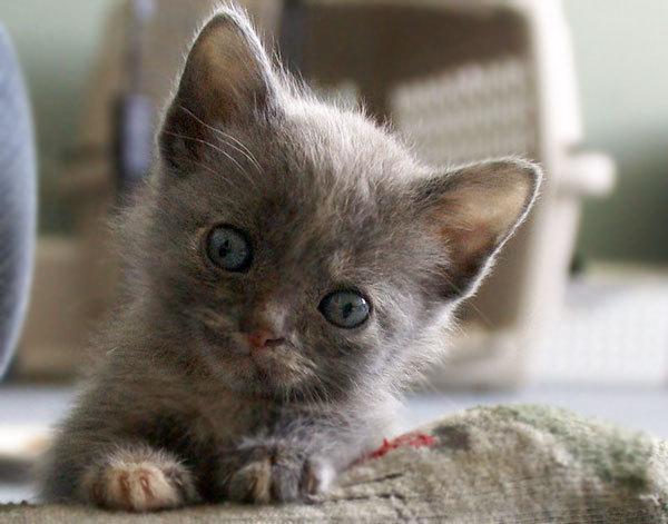 Cat b60