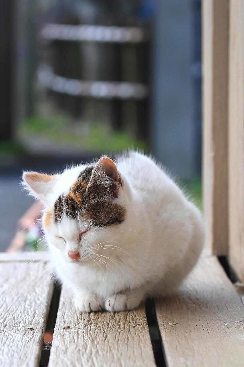 Cat b64