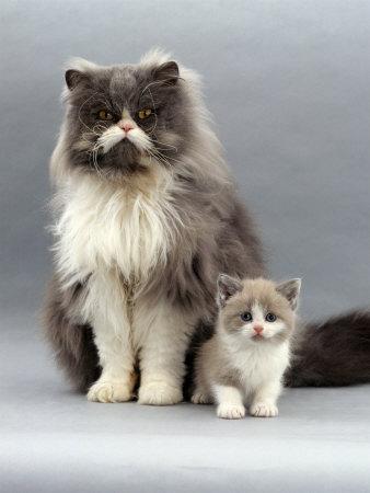 Cat b65
