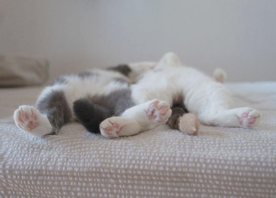 Cat b66